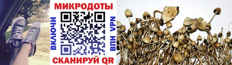 наркота Новошахтинск Галлюциногенные грибы Psilocybine cubensis
